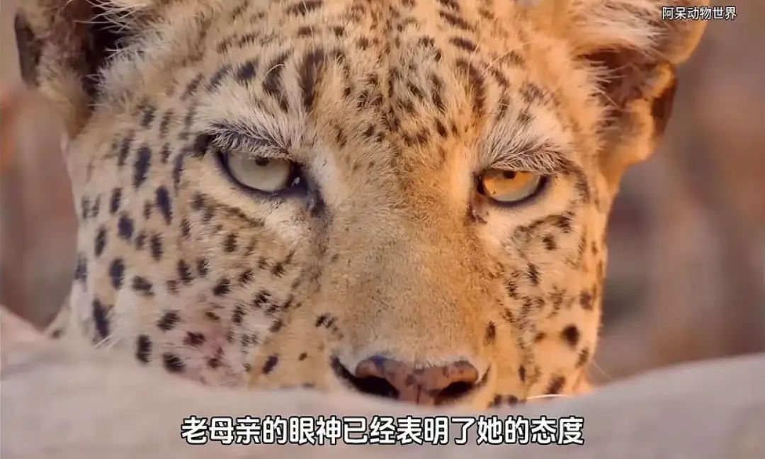 1个月涨粉超300万,这届年轻人有自己的《动物世界》