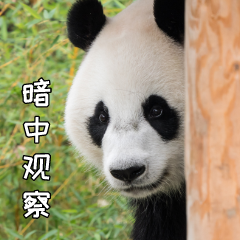 拼多多海外版Temu,为什么没有选择“农村包围城市”?