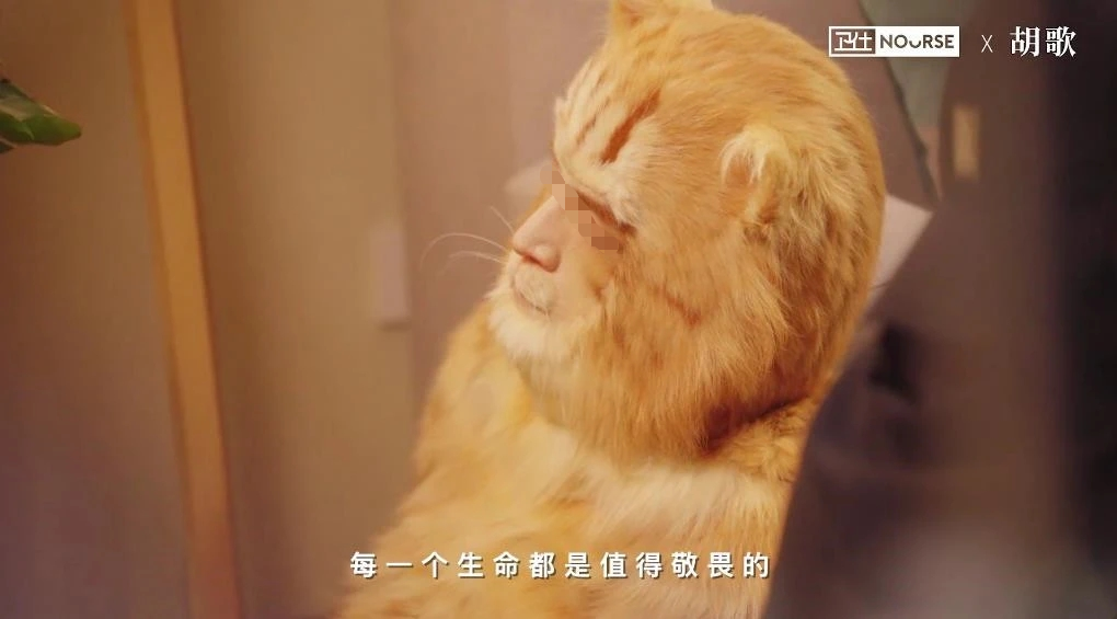 胡歌代言翻车,四猫丧命?