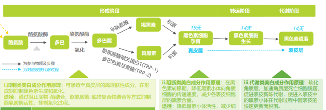 当护肤品牌在谈论纯净美妆时，究竟在谈论什么？