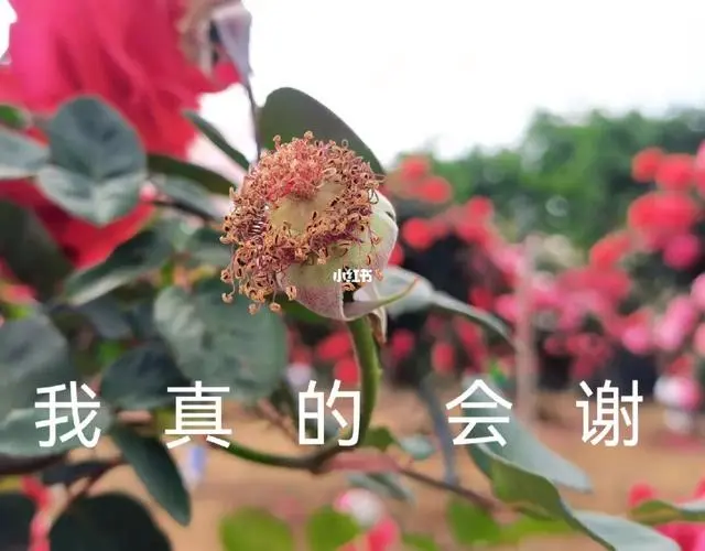哈哈哈哈哈这文案谁写的啊!!!