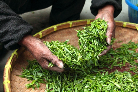 中国7万茶企，同样做不出一家特威茶