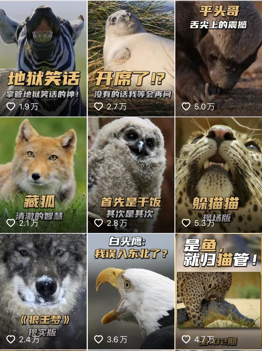 一月涨粉200万!00后解说《动物世界》段子文案笑癫了
