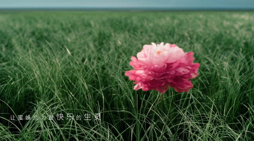 百年国货蜂花拍了支另类广告,起飞了