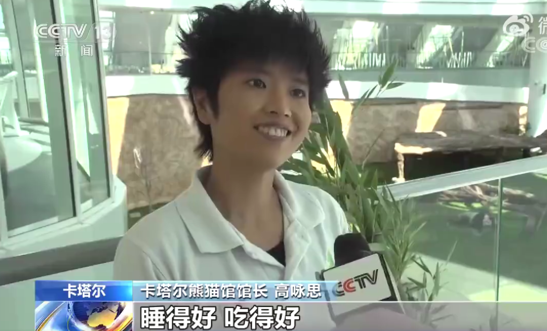 中国熊猫进卡塔尔，胖了6斤！住3.6亿宫殿，24小时吹空调泡温泉！网友：我去住我也得胖&hellip;&hellip;