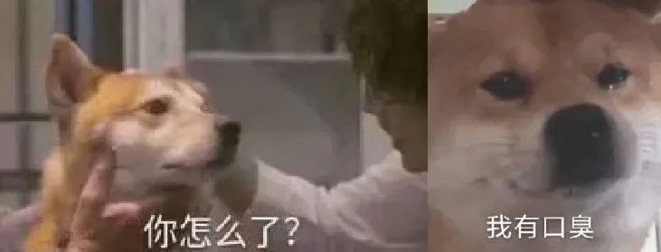 撑起千亿市场的毛孩子,伙食比人还好
