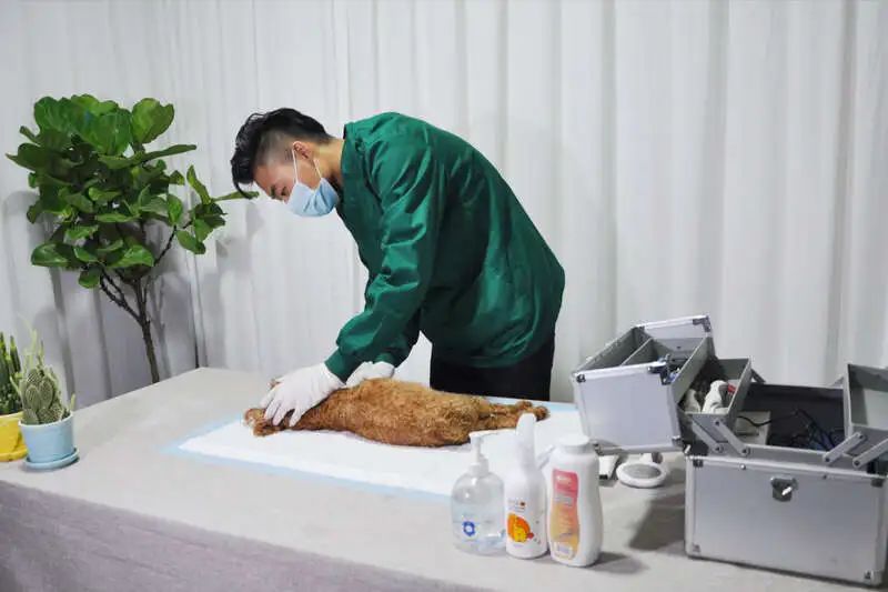 清明宠物殡葬服务火了,有人年入百万