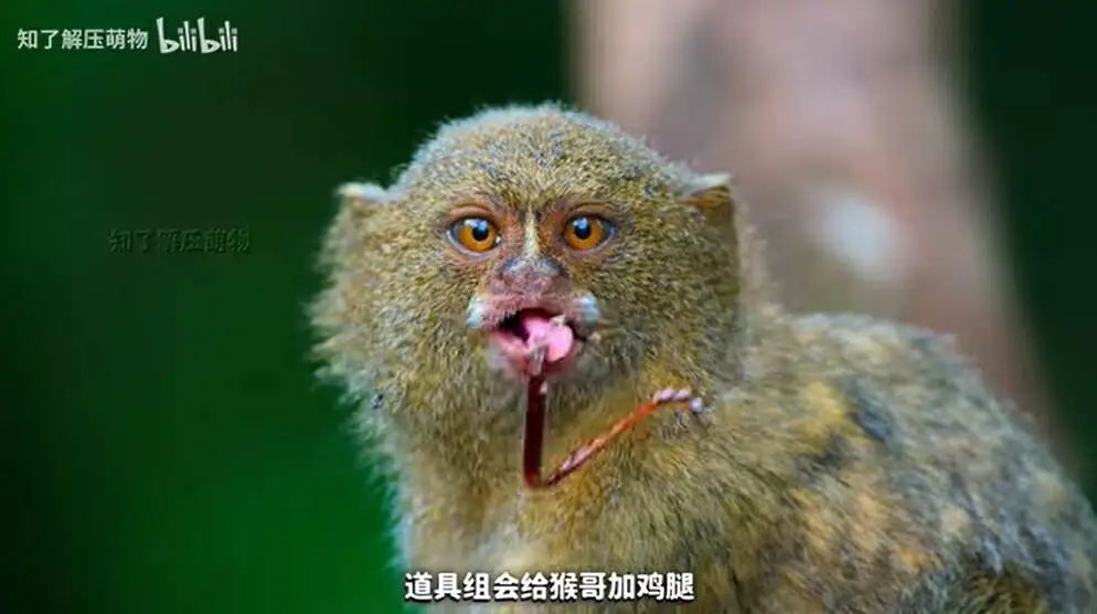 1个月涨粉超300万,这届年轻人有自己的《动物世界》