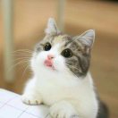 白胖胖儿