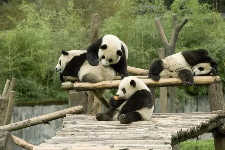 中国熊猫进卡塔尔，胖了6斤！住3.6亿宫殿，24小时吹空调泡温泉！网友：我去住我也得胖&hellip;&hellip;