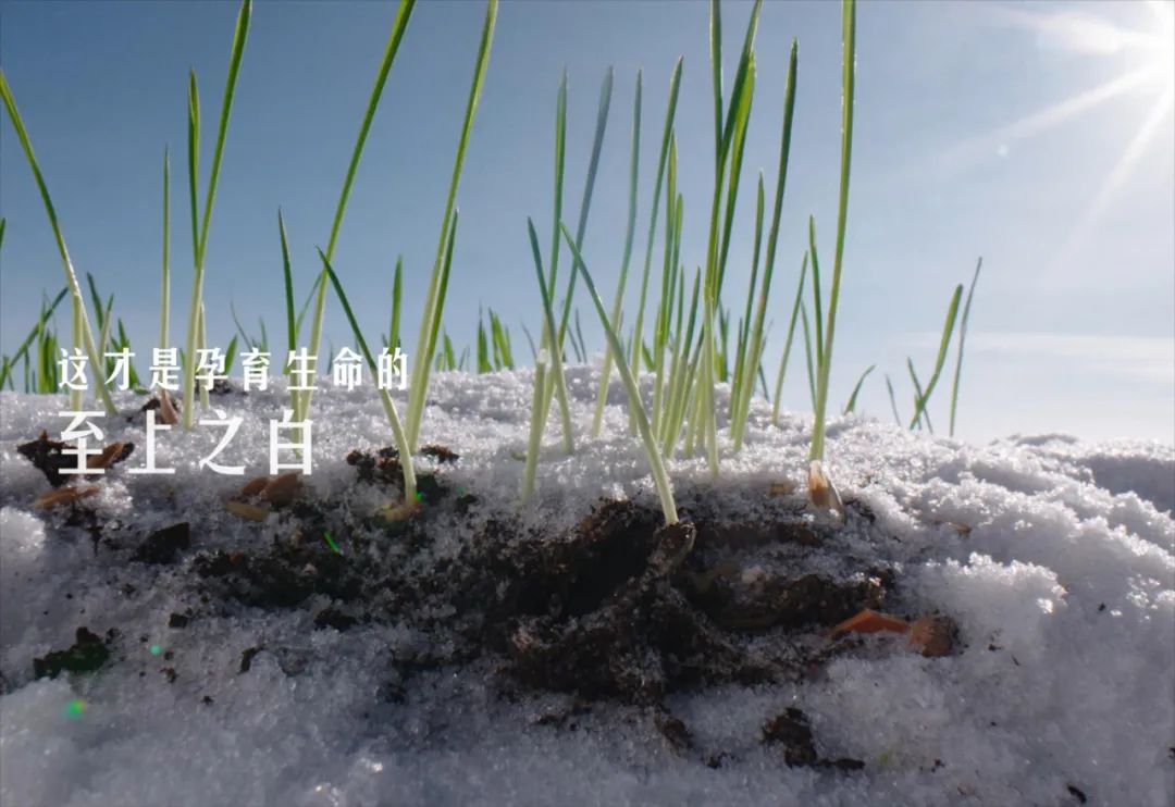 今年春节营销,这个品牌玩法进阶了