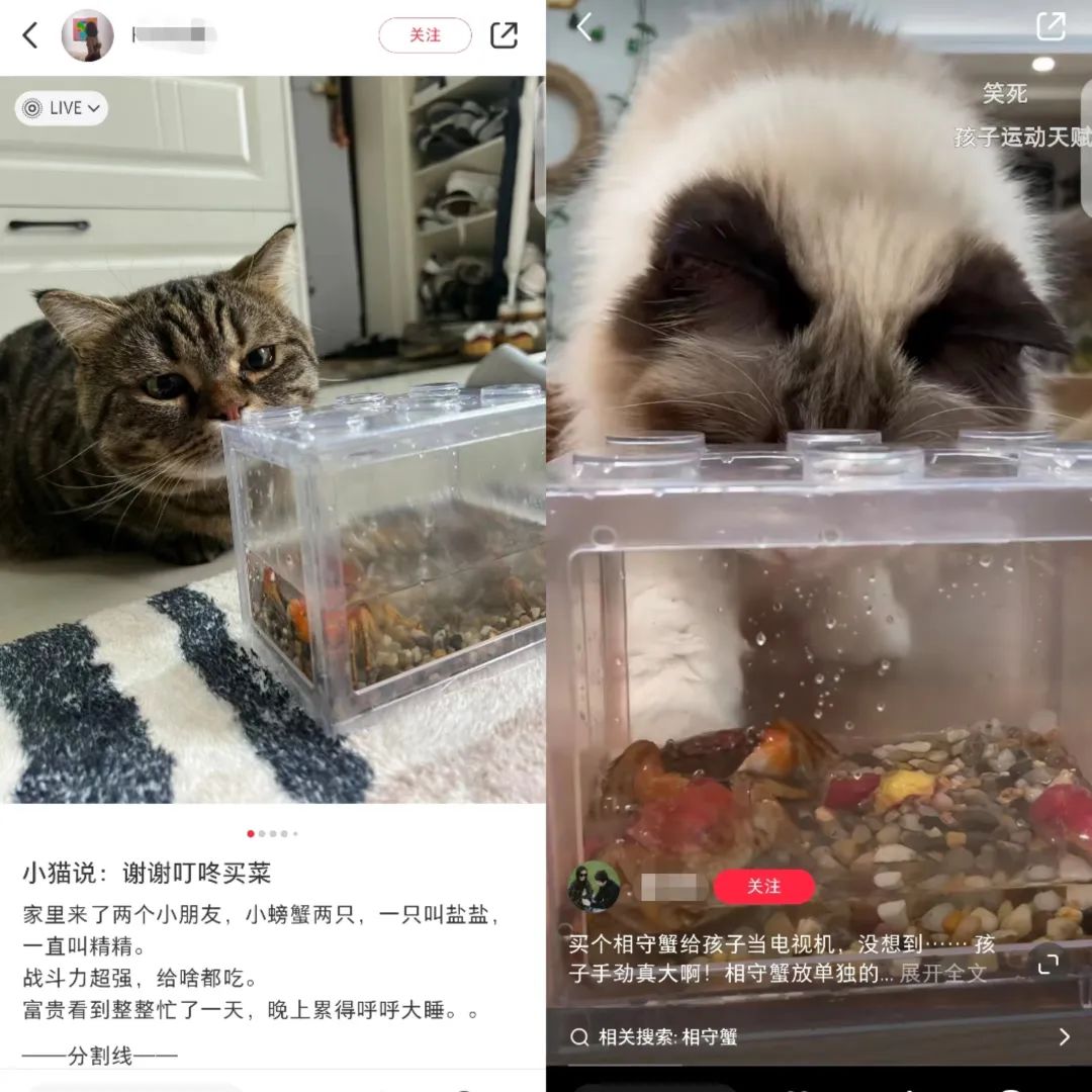 螃蟹当顶流,又是被“颠”咚买菜硬控的一天