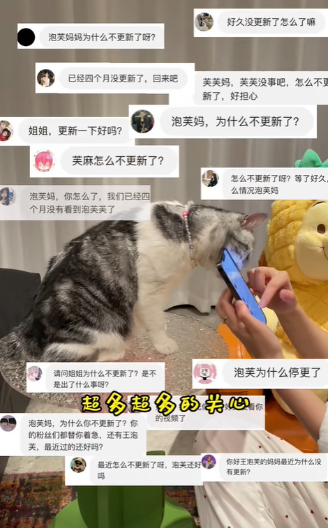 对话千万粉萌宠博主&ldquo;王泡芙&rdquo;：停更四个月，快手回归直播场观超500万