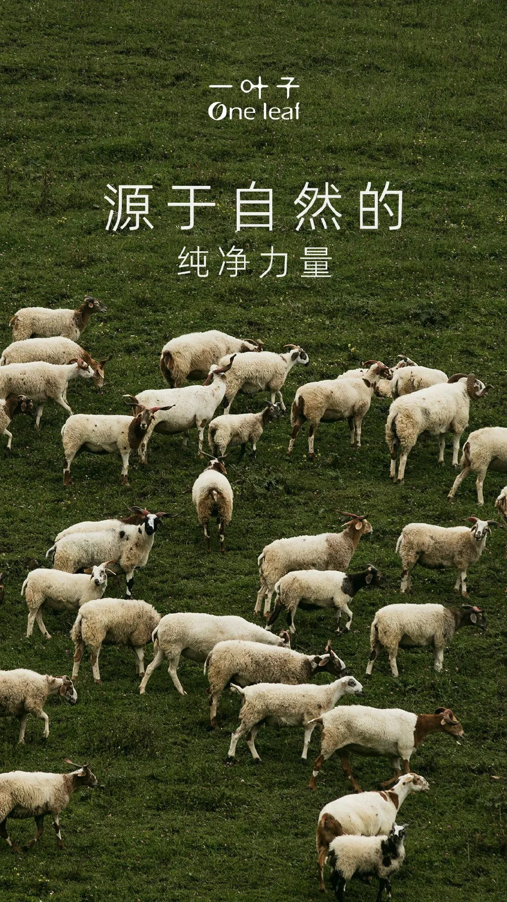 携手艺术家“复活”一只鸟?一叶子与地球展开对话