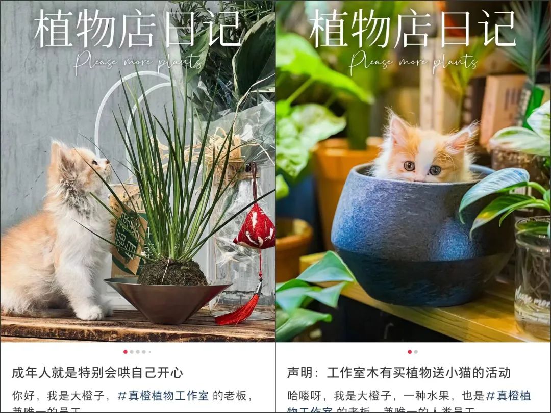 在办公室种&ldquo;下午茶&rdquo;，小红书流行&ldquo;果农&rdquo;风
