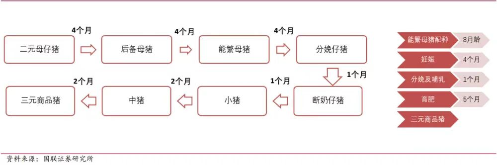 营收首破千亿,温氏股份为什么仍遭资本市场冷落?