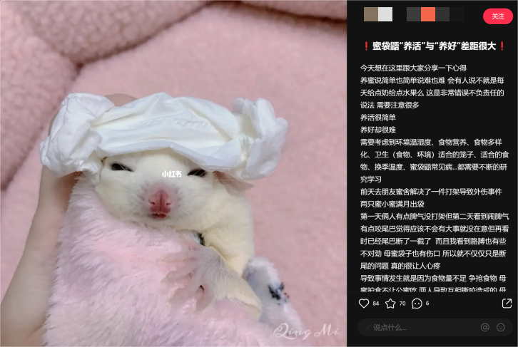 异宠，一场年轻人的单向奔赴