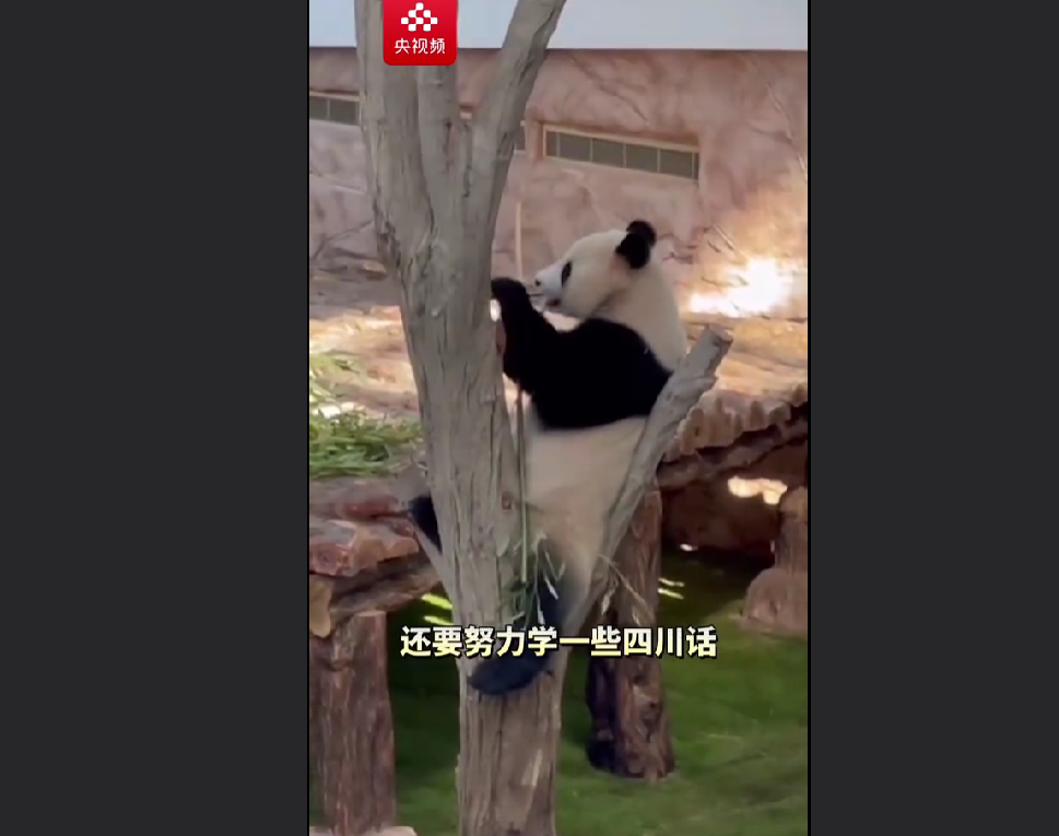 中国熊猫进卡塔尔，胖了6斤！住3.6亿宫殿，24小时吹空调泡温泉！网友：我去住我也得胖&hellip;&hellip;