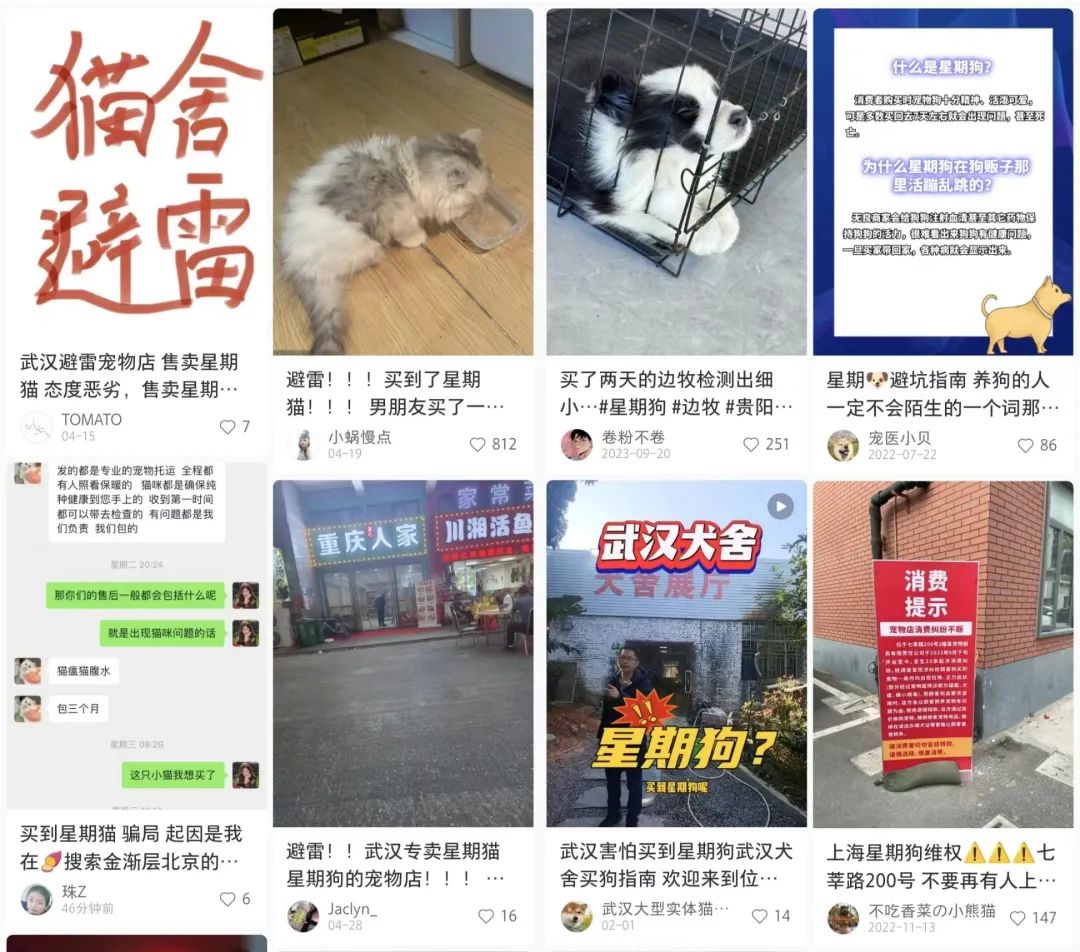 我花8000元,买到一只后院猫
