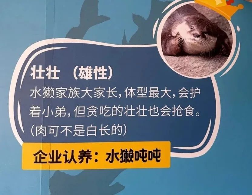 盒马满世界认养河马？经费花得最值的一集！