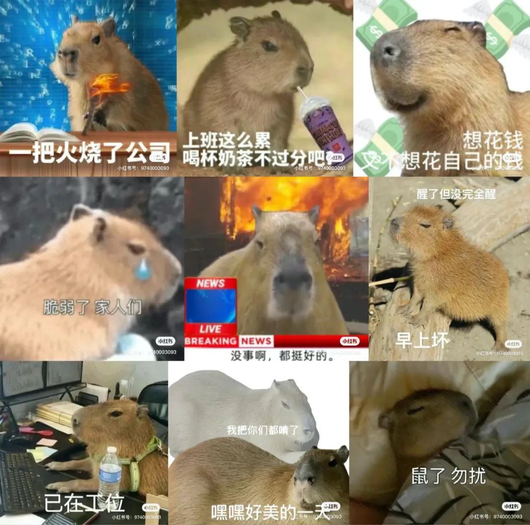 &ldquo;豚门永存&rdquo;！躺平佛系的动物IP火了，网梗如何变成&ldquo;真金白银&rdquo;？| 雷报