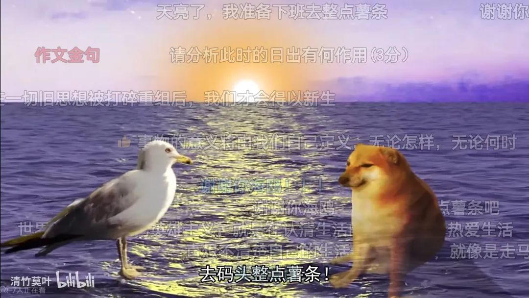 7天B站涨粉20万，&ldquo;猫meme&rdquo;为何风靡全网？