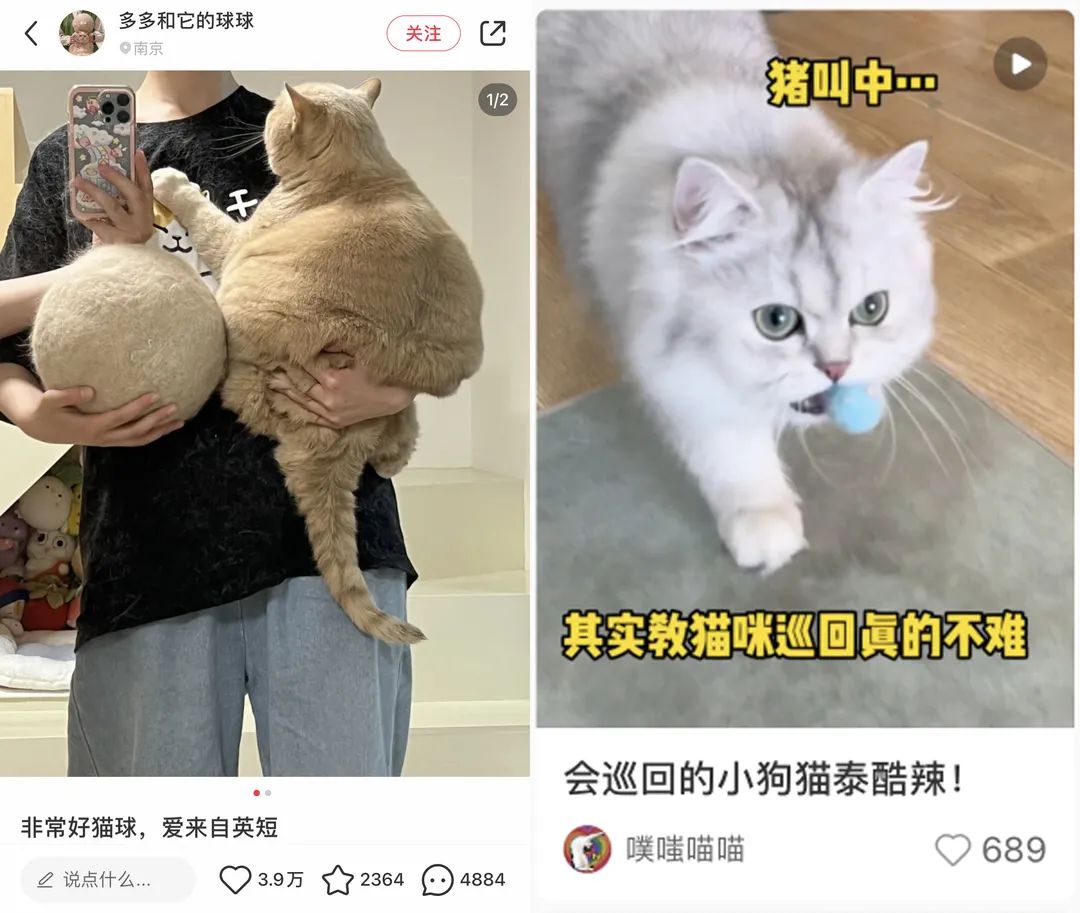 宠物赛道近期小红书种草趋势！怎么做才有转化有传播？