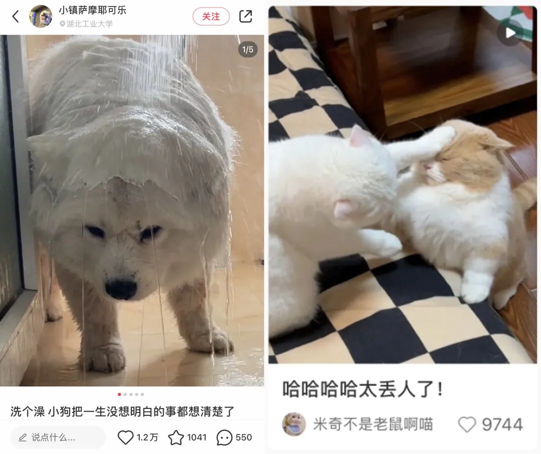 宠物赛道近期小红书种草趋势！怎么做才有转化有传播？