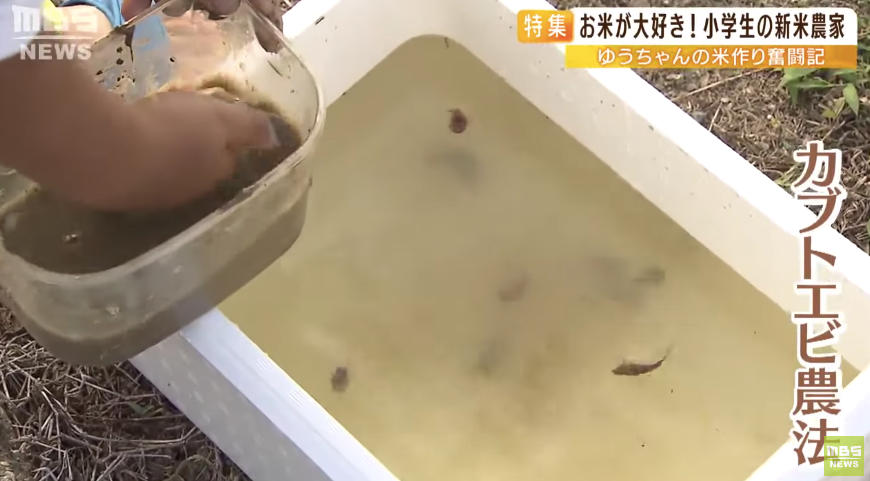 日本9岁小学生暑假租600㎡地，学会了种田，实现吃米饭自由！网友：动手能力比我强1000倍！