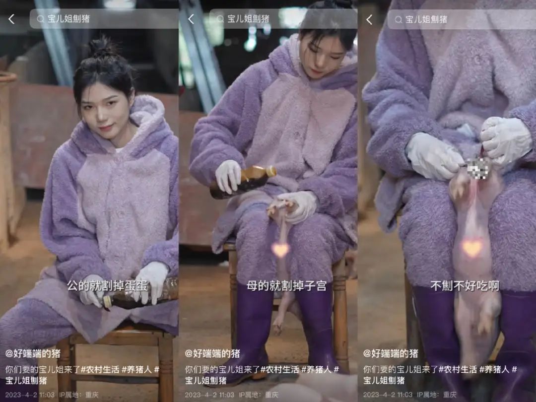 单月涨粉228万,为何大家都爱看美少女优雅养猪?