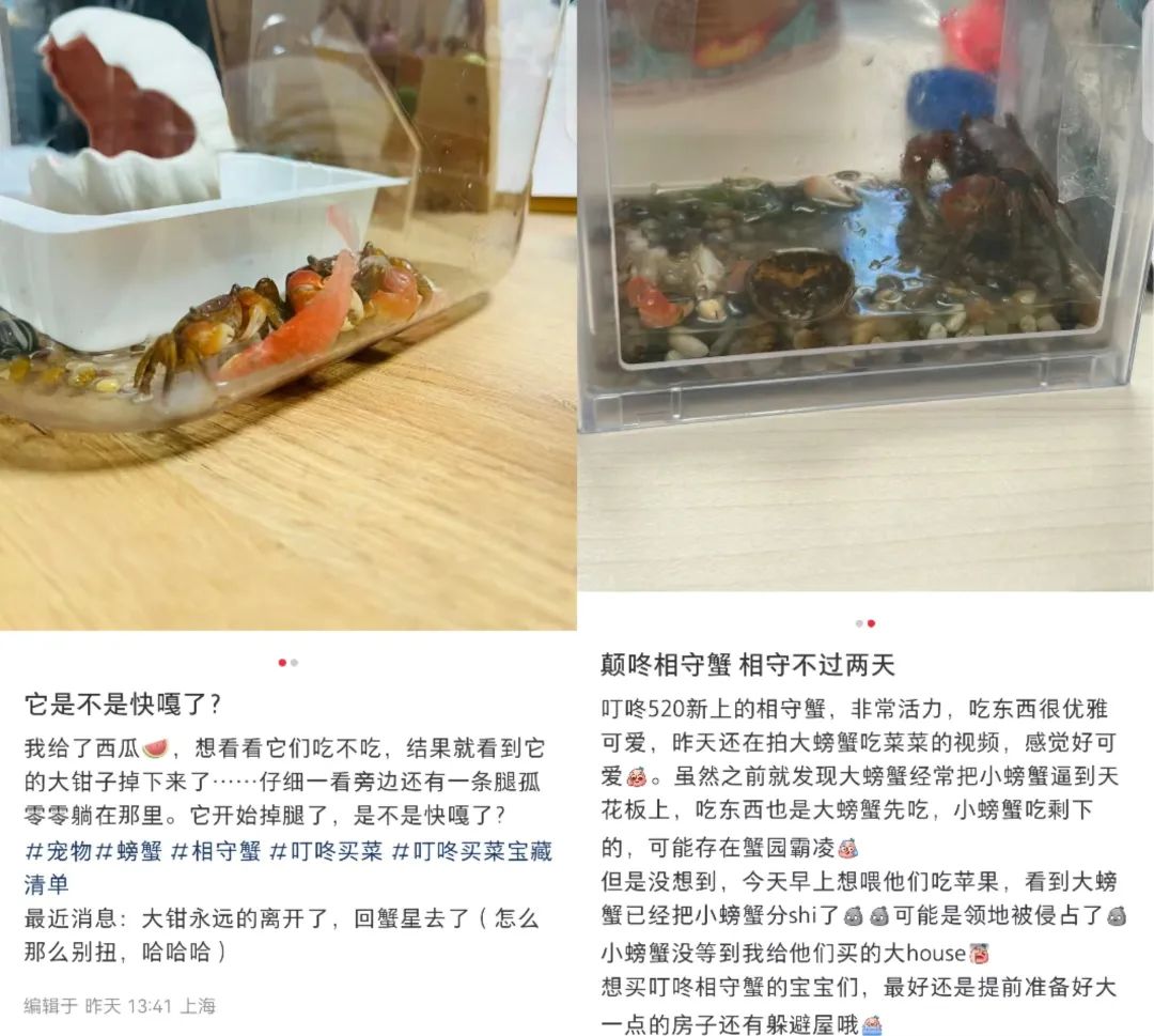 螃蟹当顶流,又是被“颠”咚买菜硬控的一天