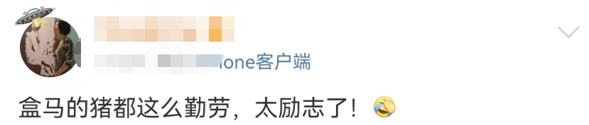 盒马的猪,把刘畊宏女孩卷疯了!