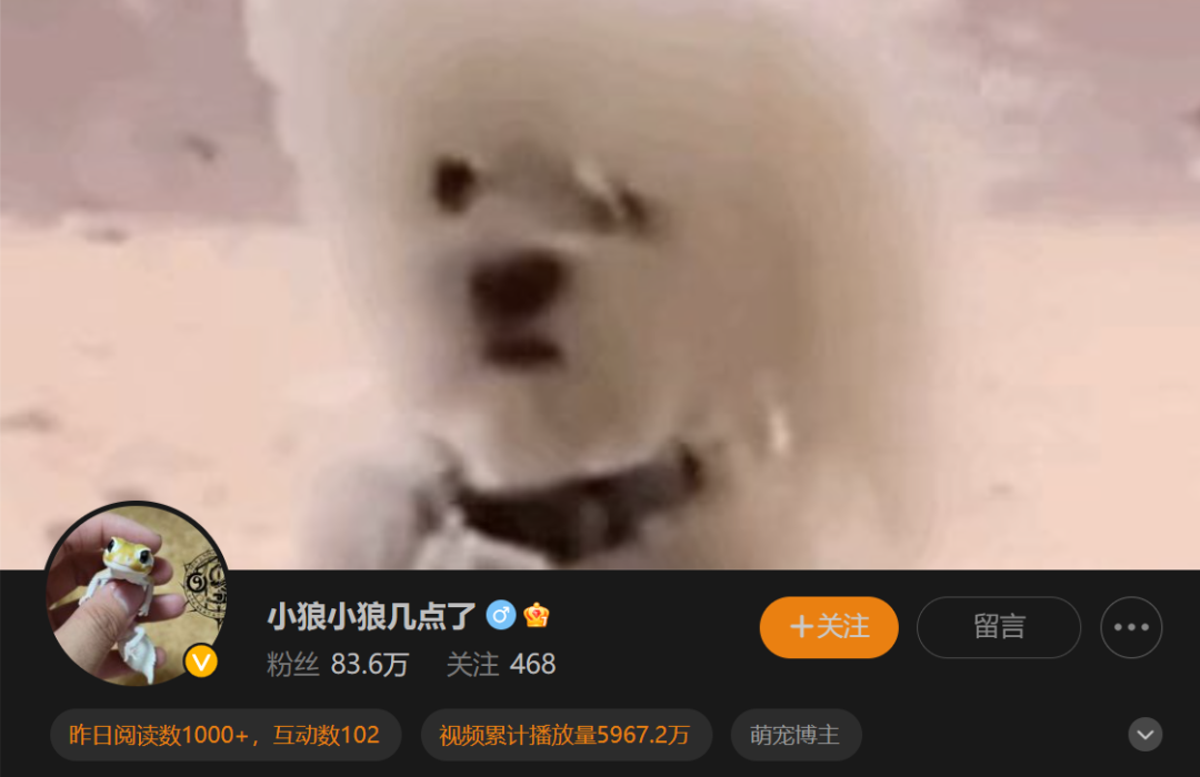 异宠，一场年轻人的单向奔赴