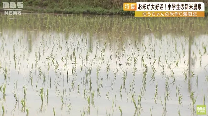 日本9岁小学生暑假租600㎡地，学会了种田，实现吃米饭自由！网友：动手能力比我强1000倍！