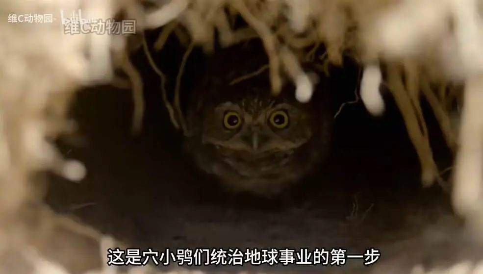1个月涨粉超300万,这届年轻人有自己的《动物世界》