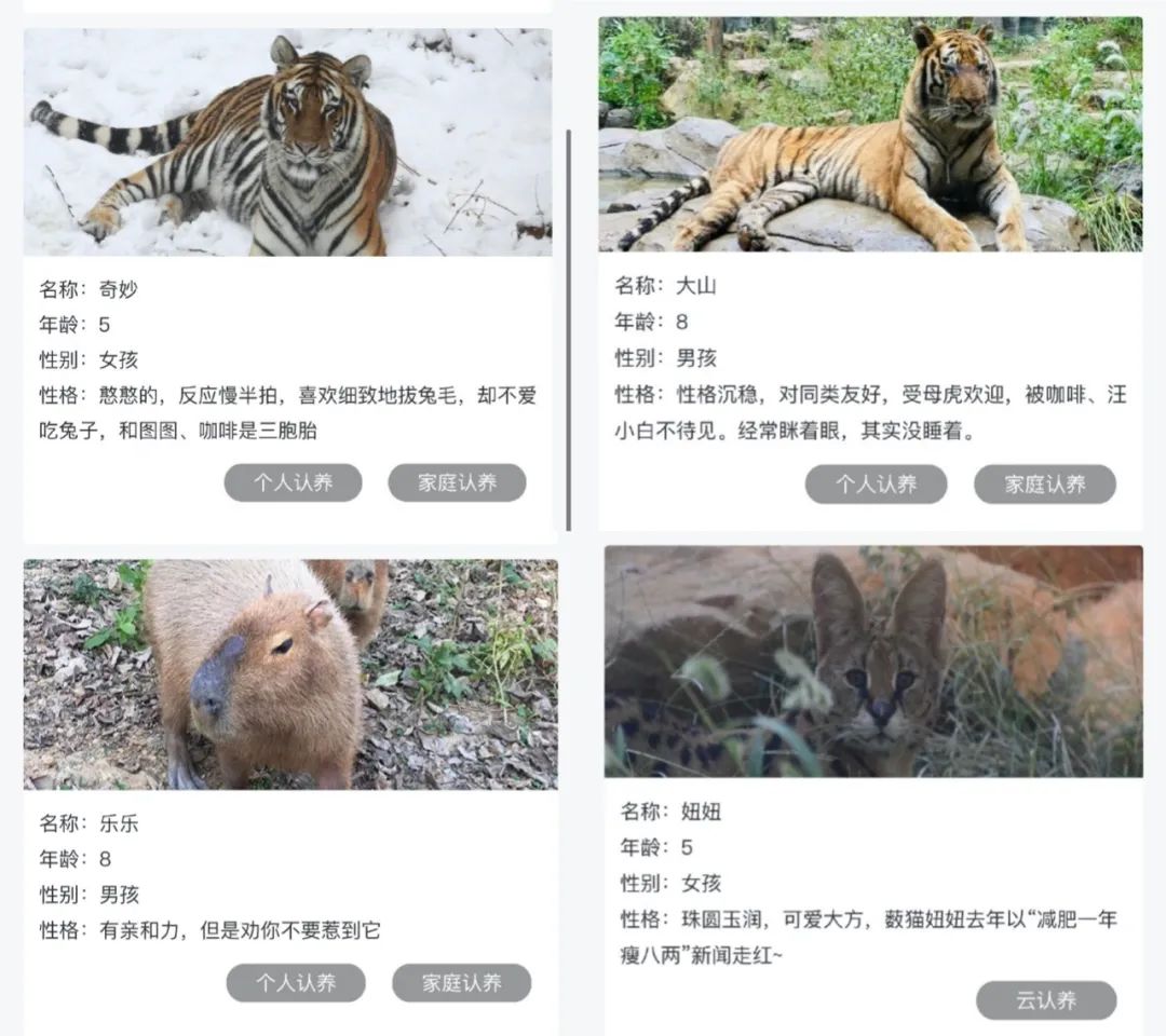 动物园玩IP:你耍猴,我晒虎,谁家动物最靠谱?| 雷报