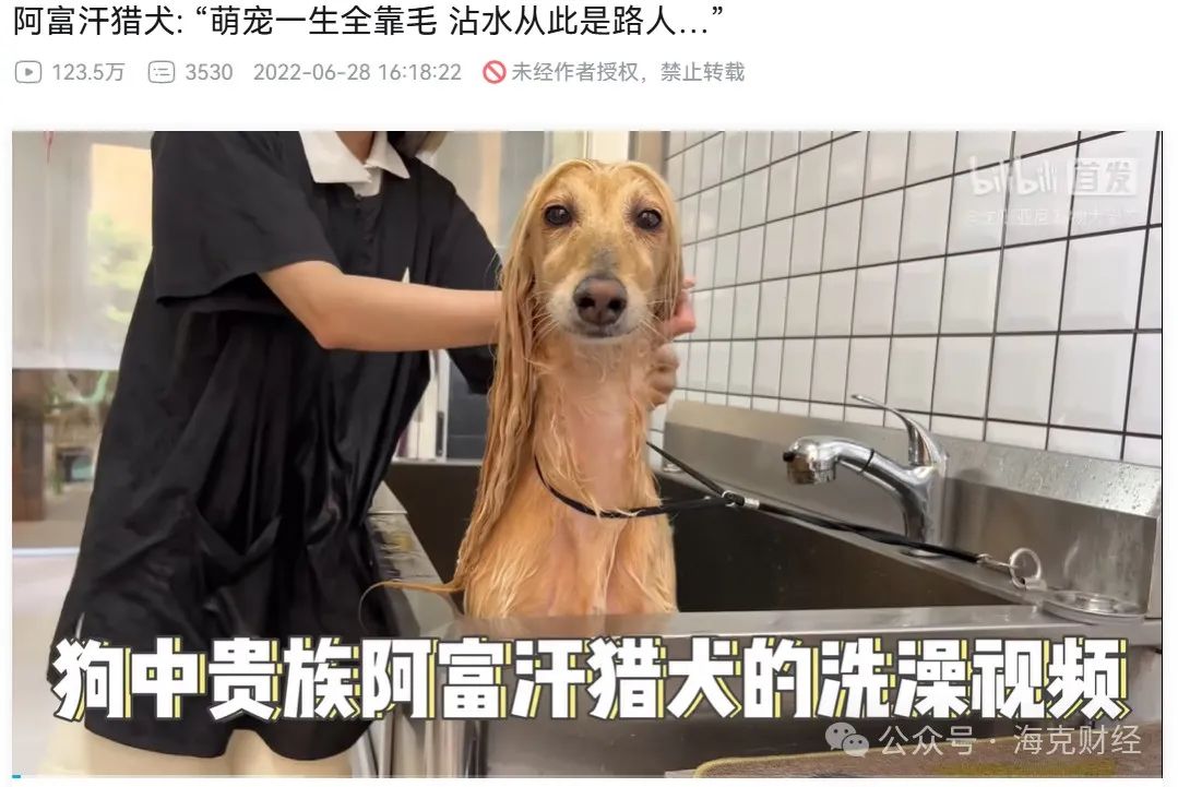 宠物博主商业化迷局
