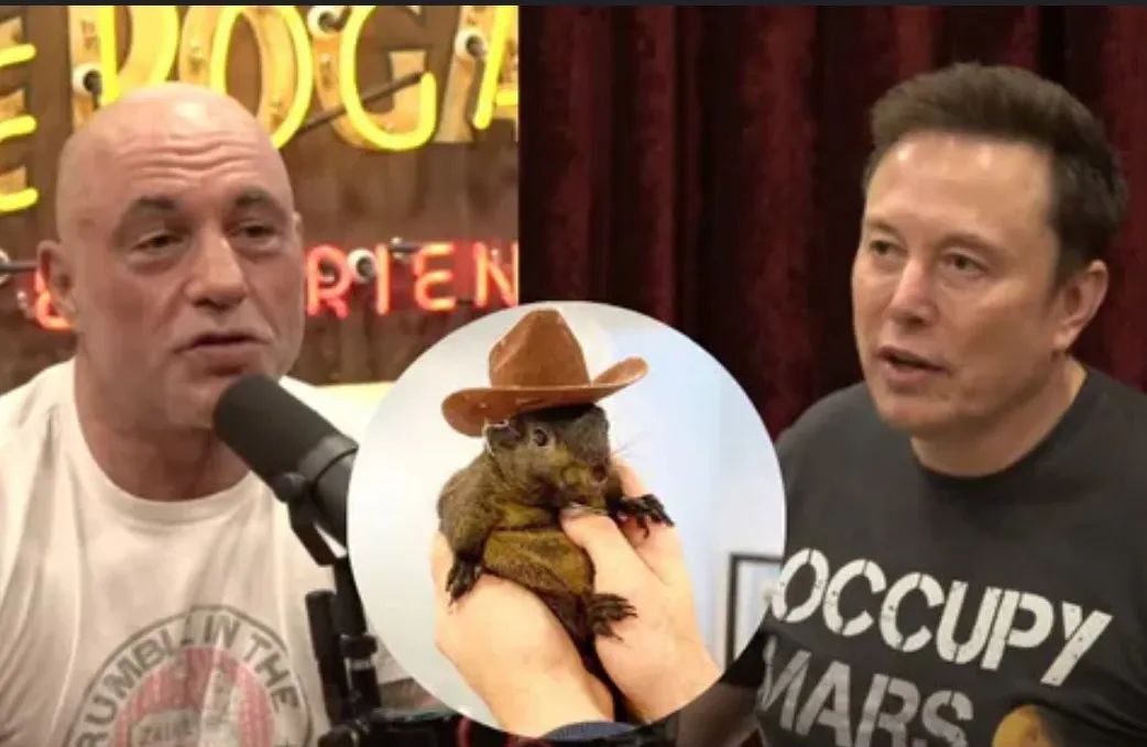 一只网红松鼠之死,震惊美国,或将左右美国大选结果!