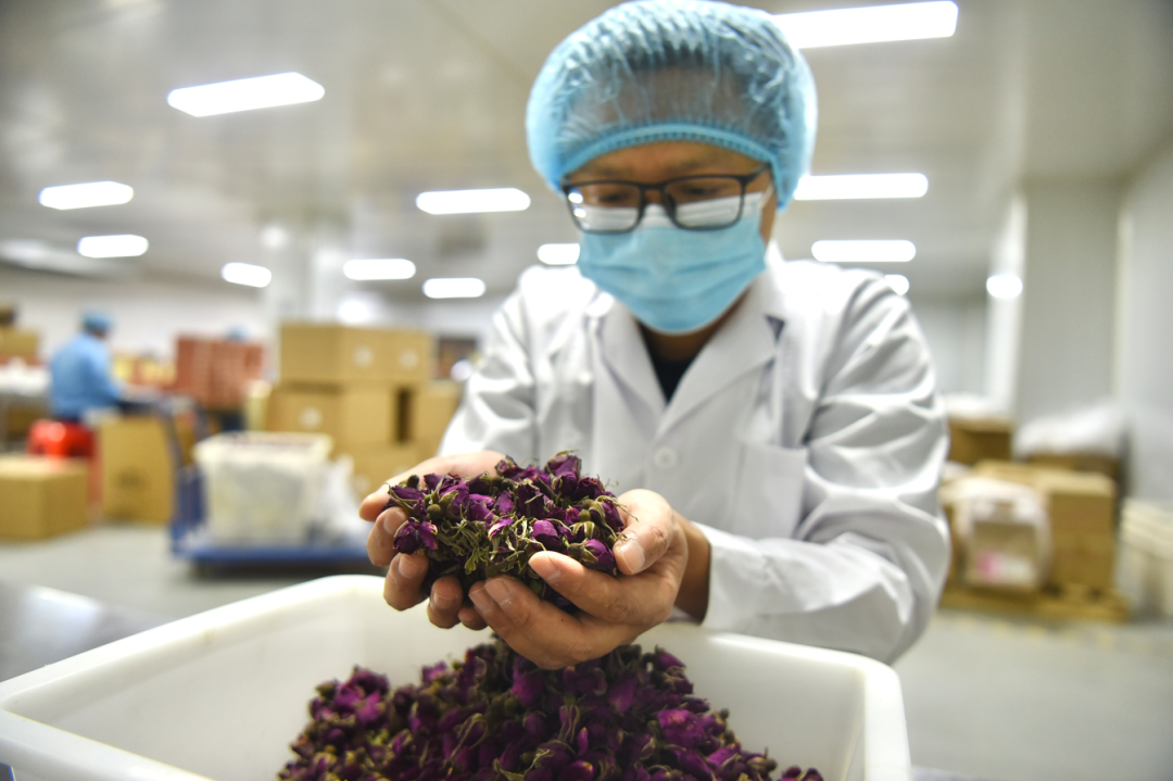 探秘亳州模式:花草茶产业在拼多多狂奔的5年
