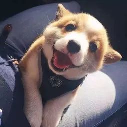 图片 图片