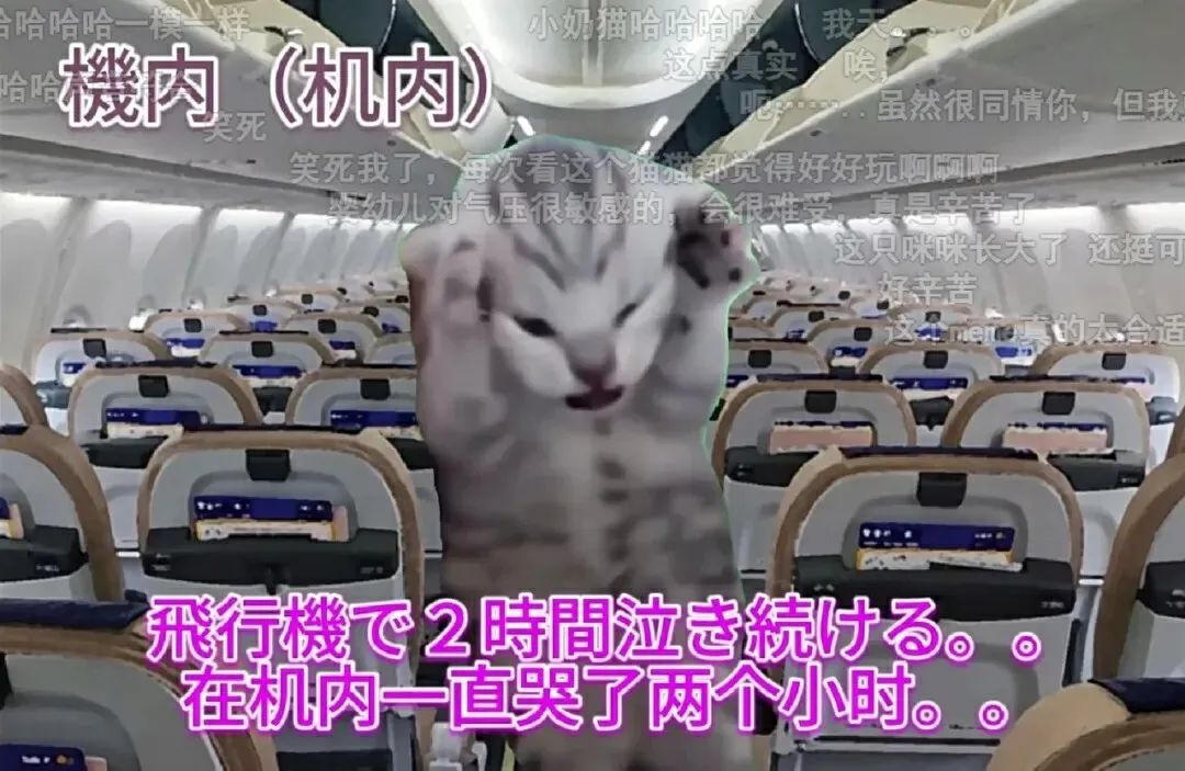 在小红书2天涨粉2万，&ldquo;猫meme&rdquo;成流量密码？
