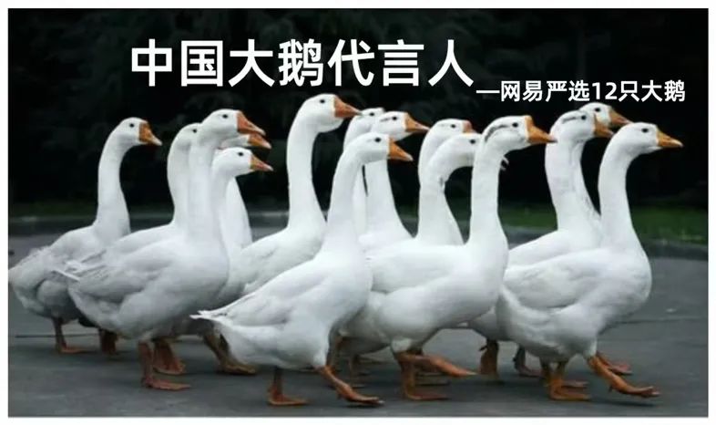 “中国大鹅”火了!双11最强带货王,竟然是网友?