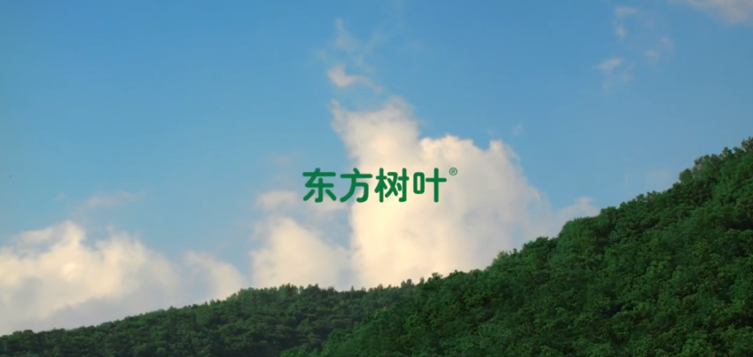 东方树叶，&ldquo;忍&rdquo;出头了