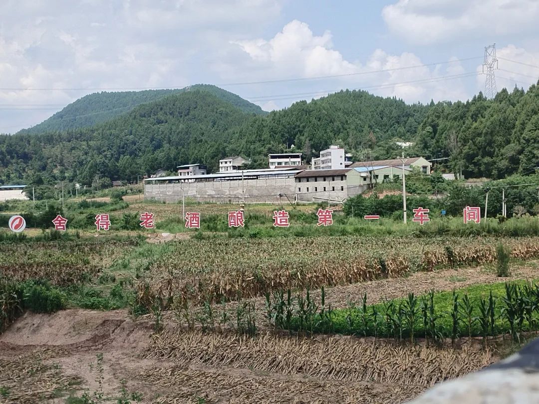 舍得酒寻底