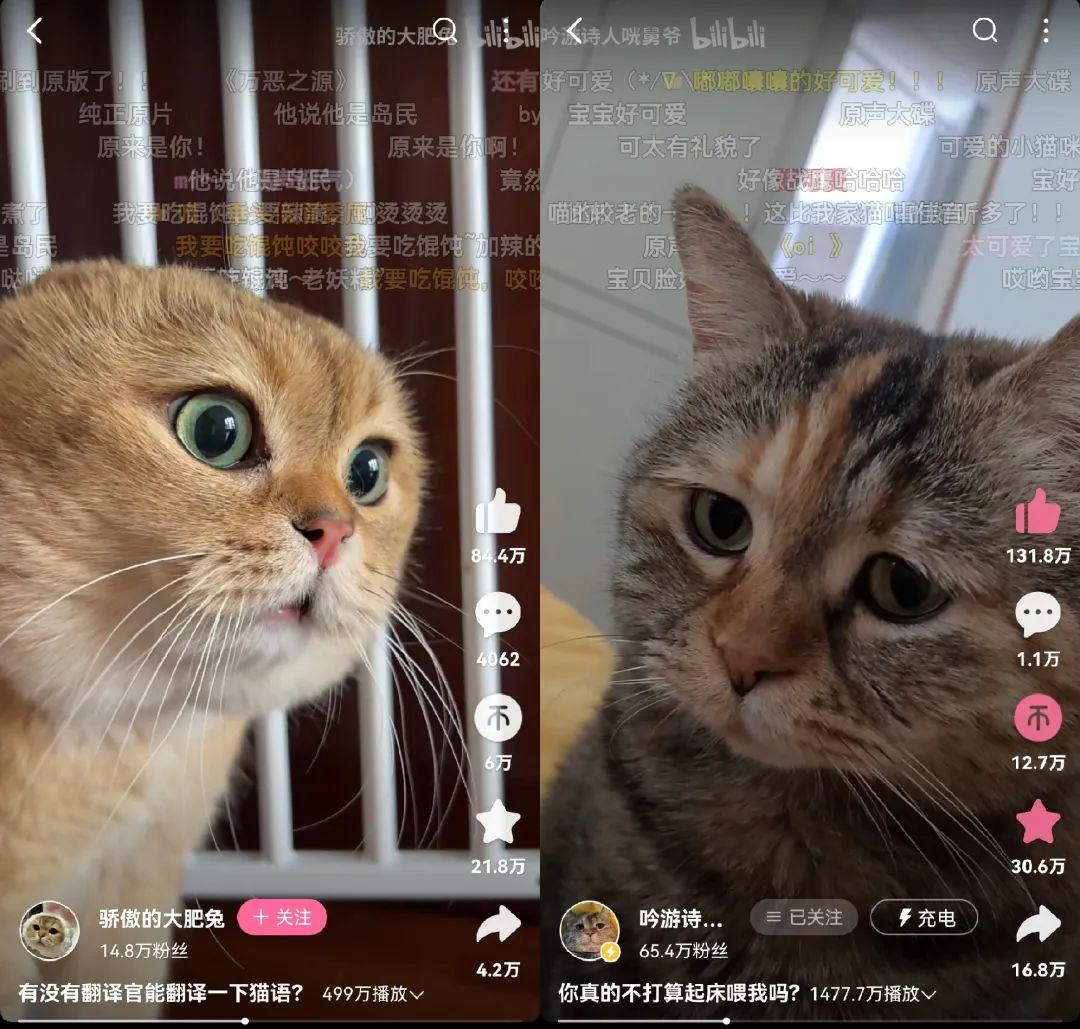 7天B站涨粉20万，&ldquo;猫meme&rdquo;为何风靡全网？
