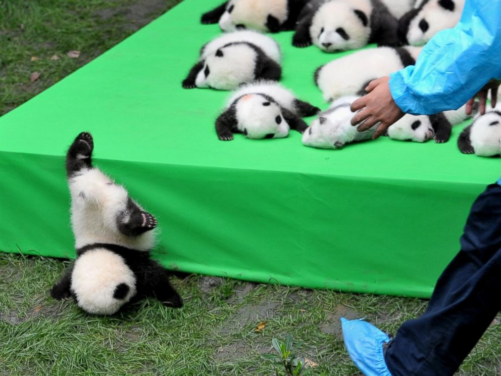 中国熊猫进卡塔尔，胖了6斤！住3.6亿宫殿，24小时吹空调泡温泉！网友：我去住我也得胖&hellip;&hellip;