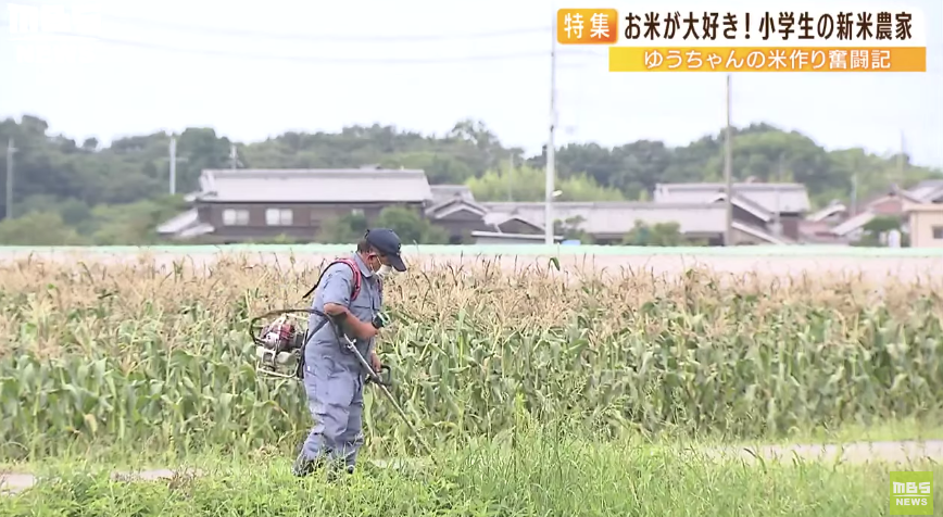 日本9岁小学生暑假租600㎡地，学会了种田，实现吃米饭自由！网友：动手能力比我强1000倍！