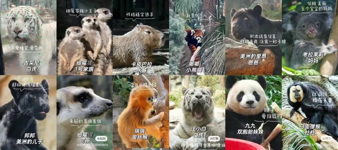 动物园怎么逆袭成了顶流? | 文旅专题02
