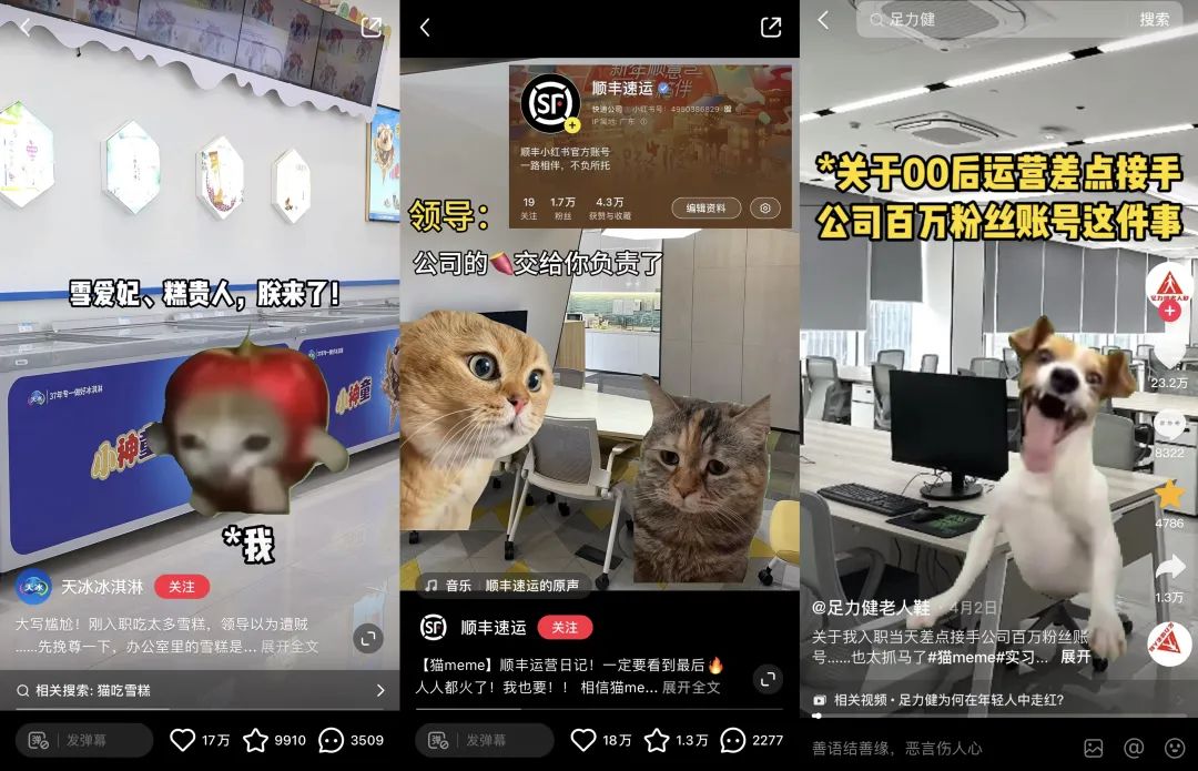 00后官号运营，正在用猫meme勇闯职场