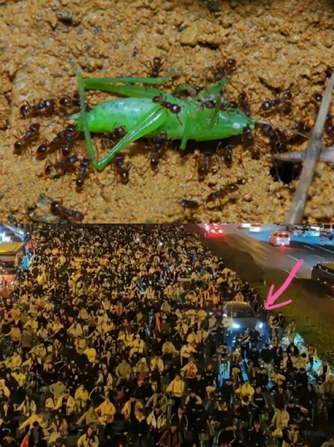 开封夜骑:他们只是被拦住了,而不是觉得不该去了